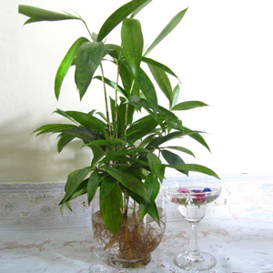Trúc Nhật
