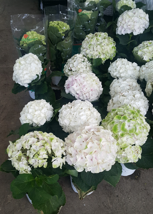 Tú Cầu
