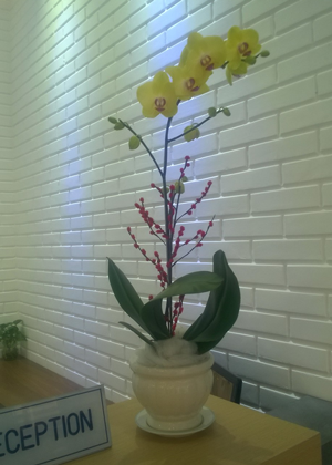 Hoa Lan