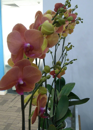 Hoa Lan