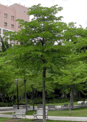 Bàng Đài Loan