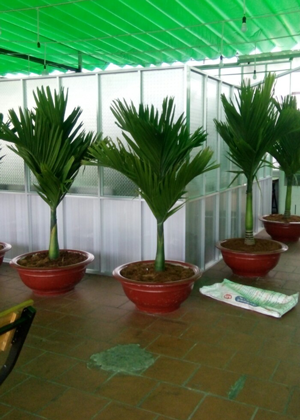 Cau Hương