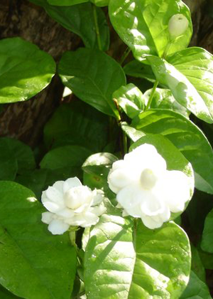 Hoa Nhài