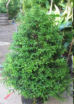 Mai Chiếu Thủy