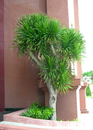 Phát Tài Núi