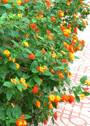 Trâm Ổi