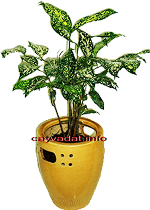 Trúc Nhật Đóm