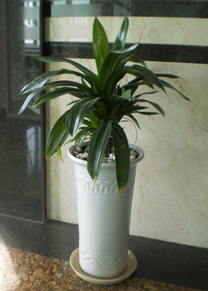 Dứa Cảnh Lệ