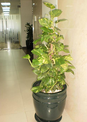 Trầu Bà