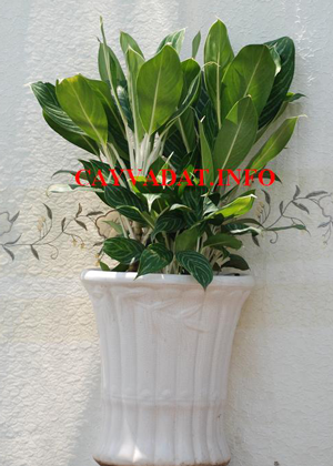 Bạch Mã Hoàng Tử