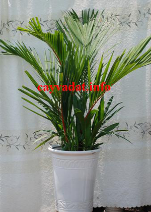 Cau Đỏ