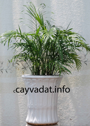 Cau Phú Quý