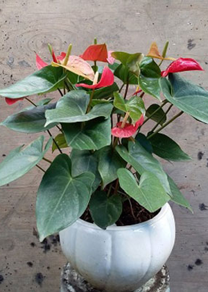 Hồng Môn Huyết