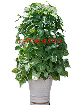 Bạch Hồ Điệp Xanh