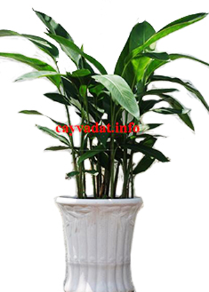 Mỏ Két