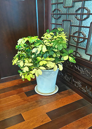 Chân chim vàng