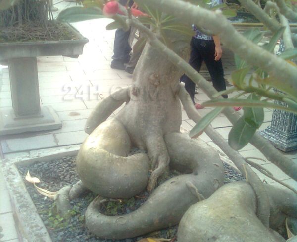 Cây cảnh cũng quyễn rũ và ... gợi cảm đến bất ngờ