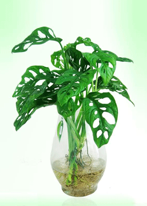 Trầu Bà Lỗ
