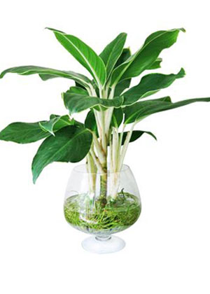Bạch mã