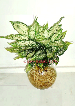 Ngọc Ngân