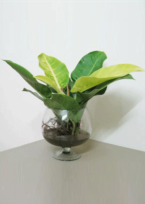 Trầu Bà Đế Vương