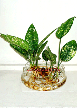 Trầu Bà Chân Rết