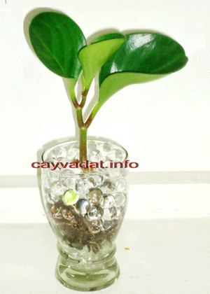 Trường Sinh