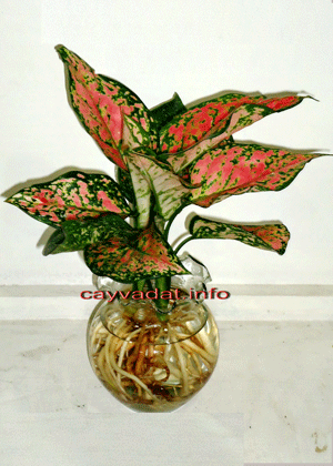 Vạn Lộc