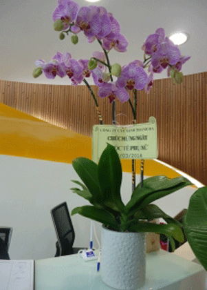 Hồ điệp 