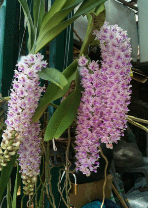 Lan Đuôi Chồn