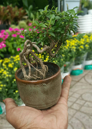 Nguyệt Quế