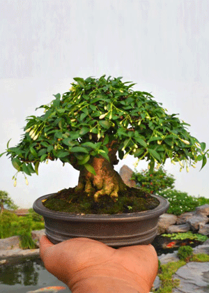 Mai Chiếu Thủy